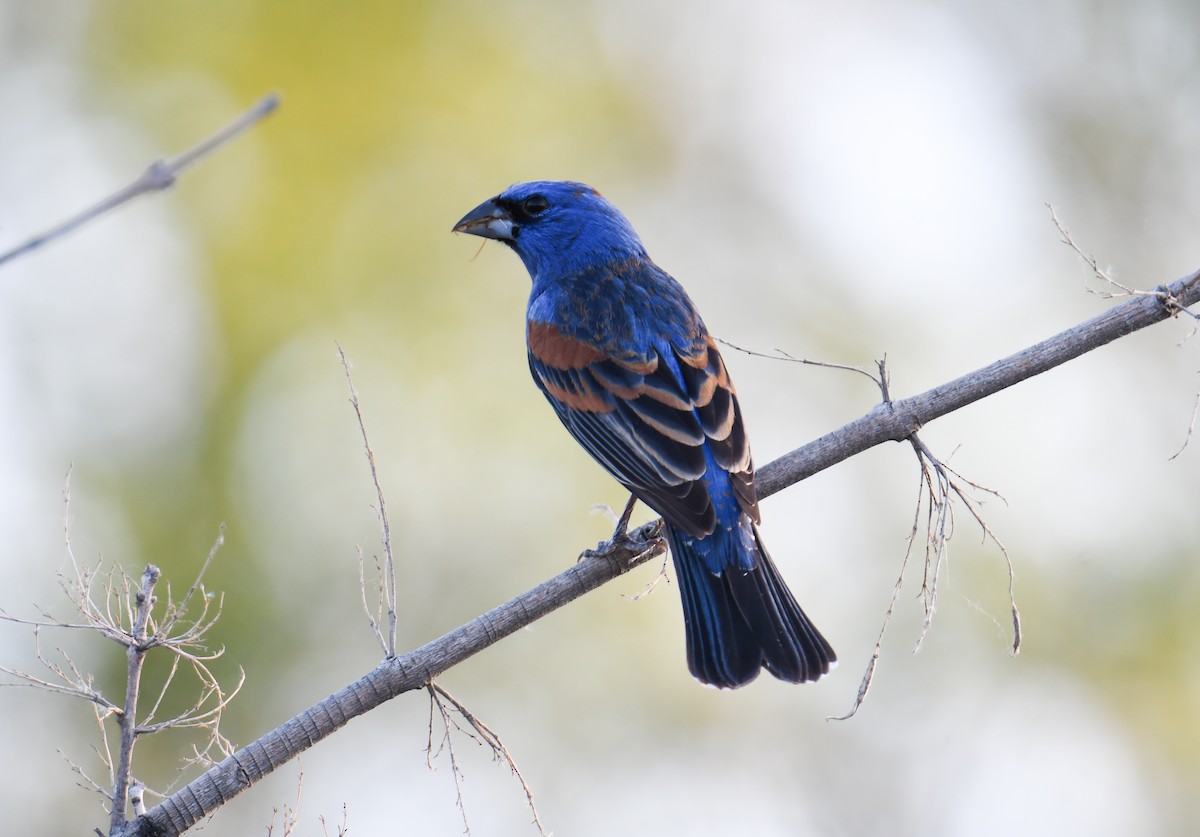 Blue Grosbeak - ML619770017