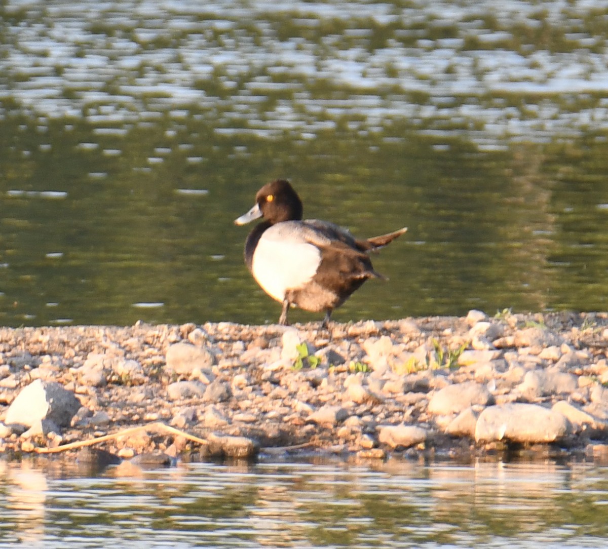 Lesser Scaup - ML619770031