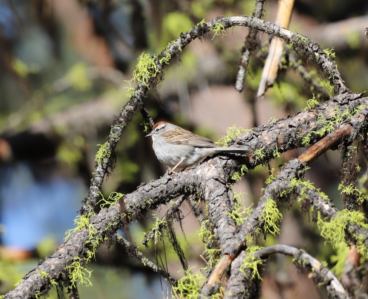 Chipping Sparrow - ML619770058