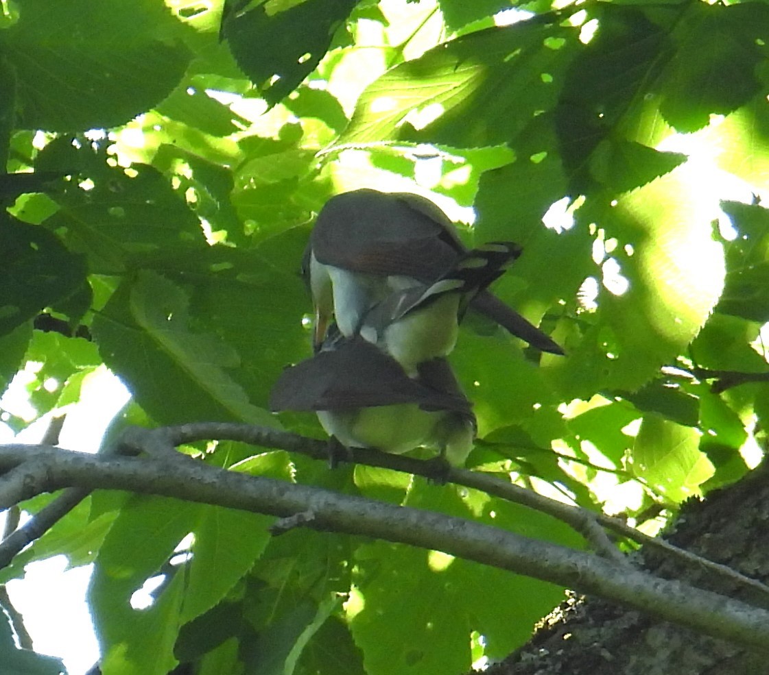 Yellow-billed Cuckoo - ML619770067