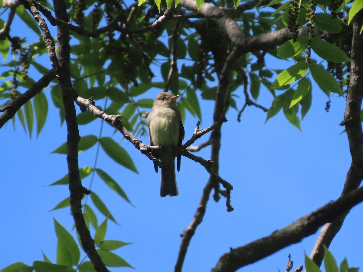 Eastern Wood-Pewee - ML619770102