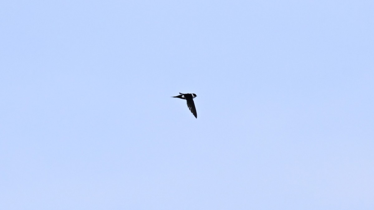 Lesser Swallow-tailed Swift - Ryan Merrill
