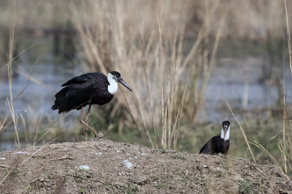 Asian Woolly-necked Stork - ML619770133