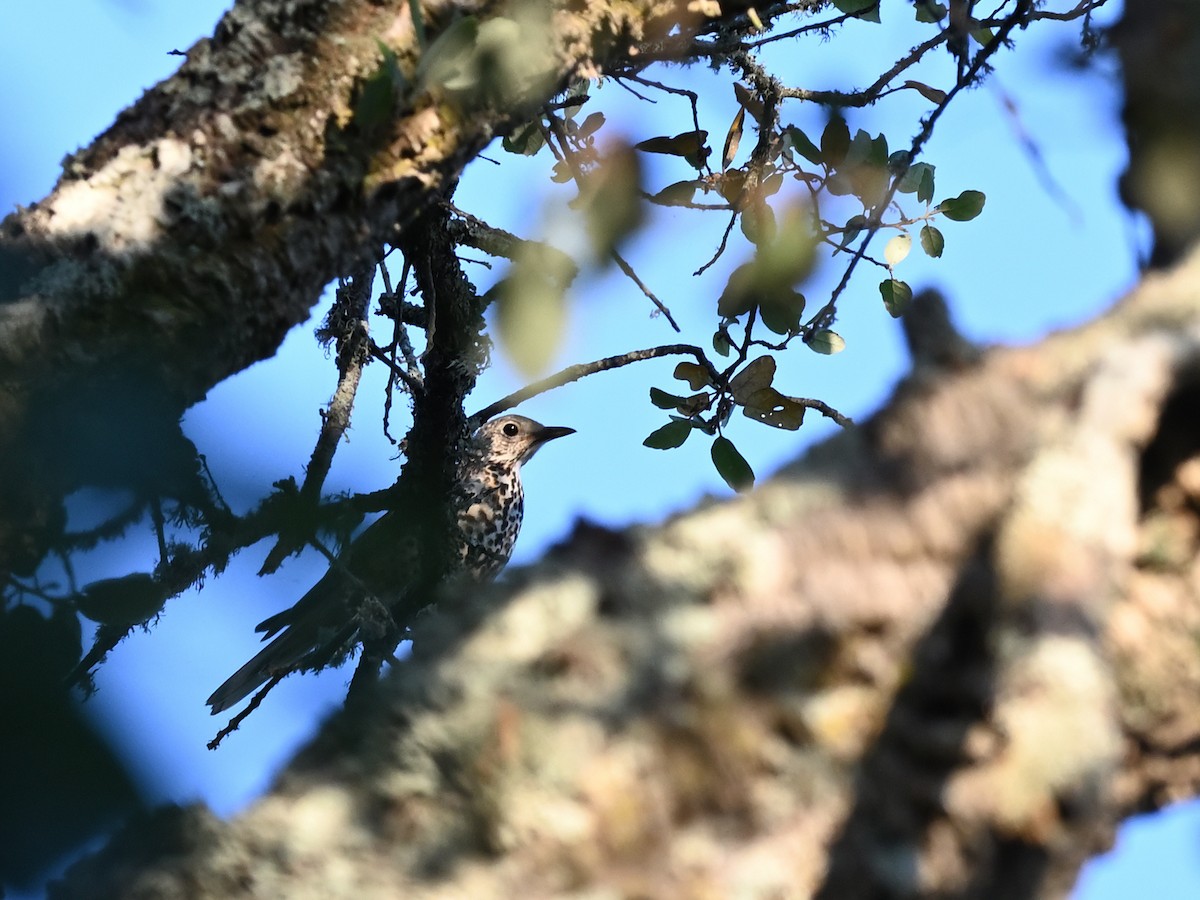 Mistle Thrush - ML619770144