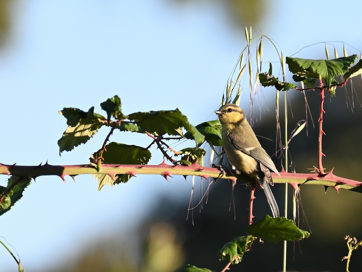 Eurasian Blue Tit - ML619770156