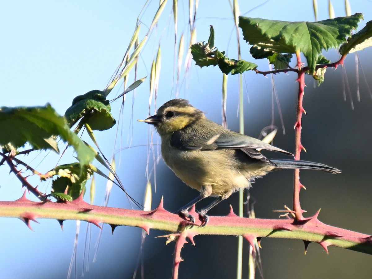 Eurasian Blue Tit - ML619770157