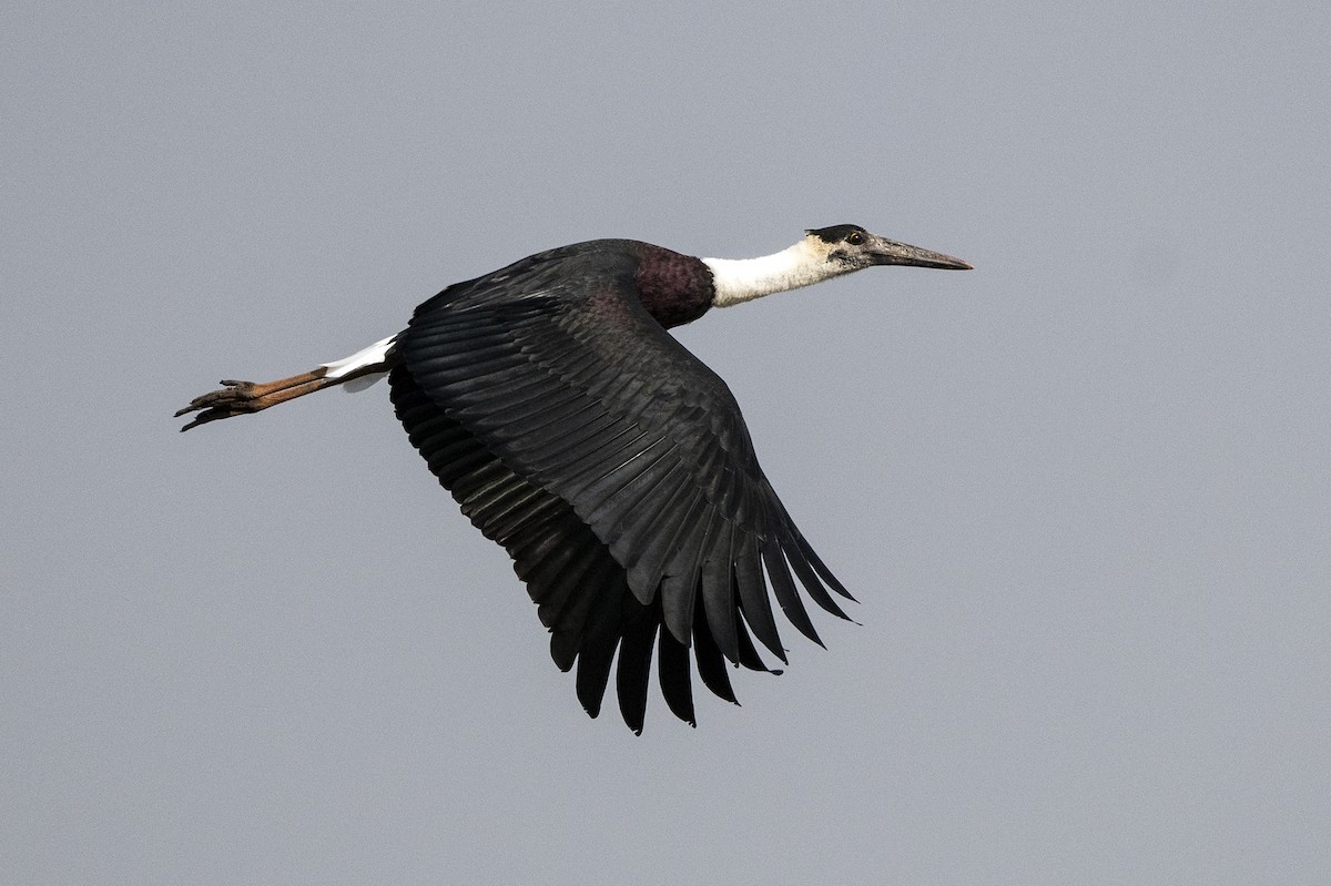 Asian Woolly-necked Stork - ML619770170