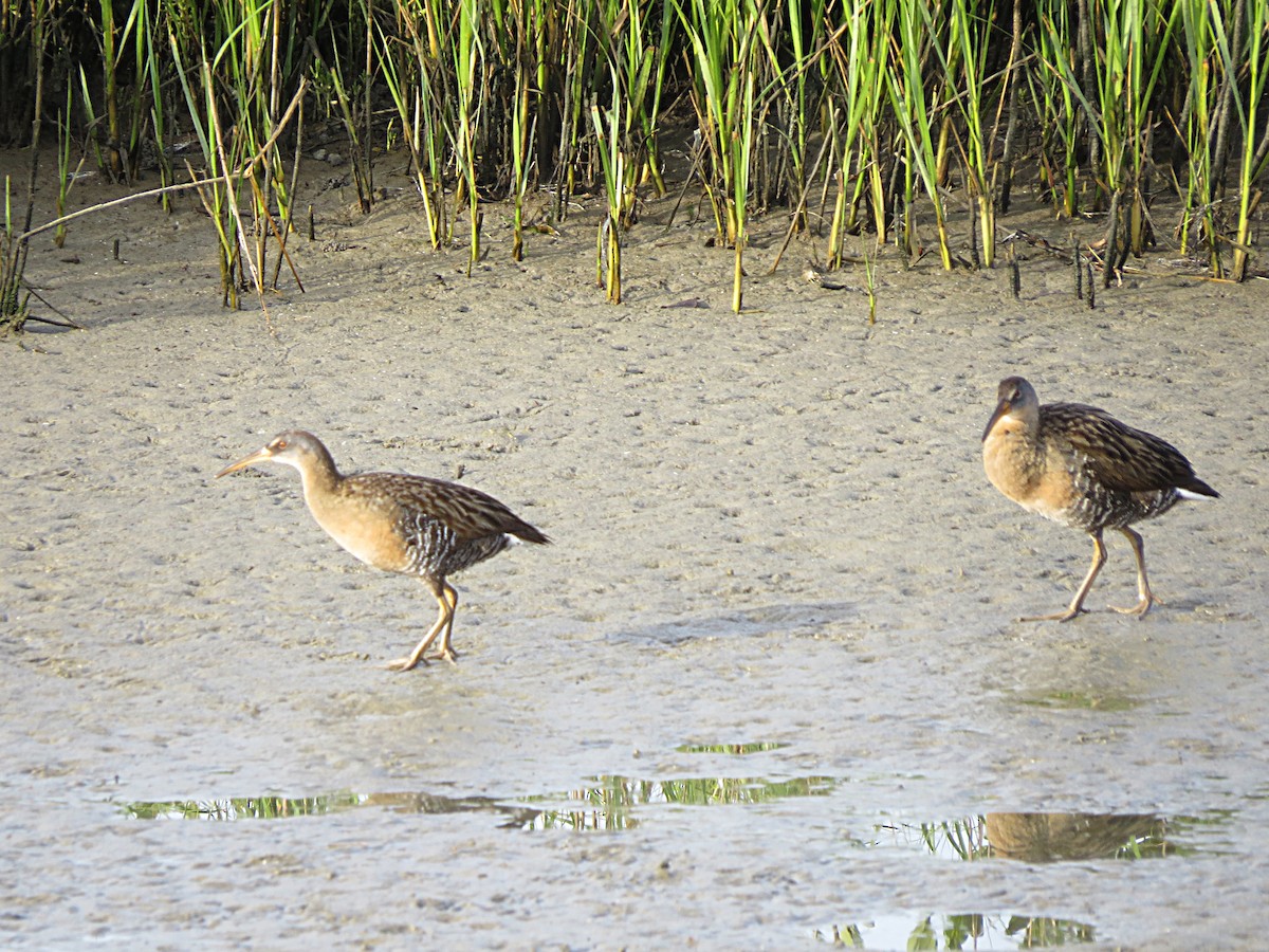 Clapper Rail - ML619770190