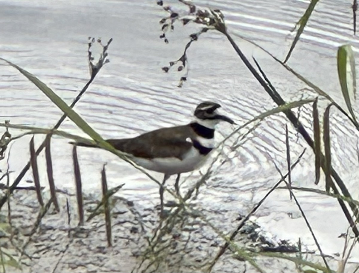 Killdeer - ML619770196