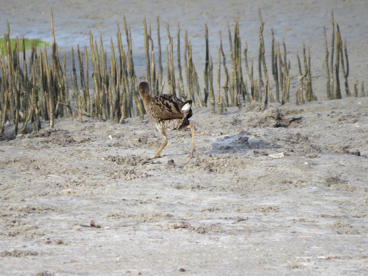 Clapper Rail - ML619770203