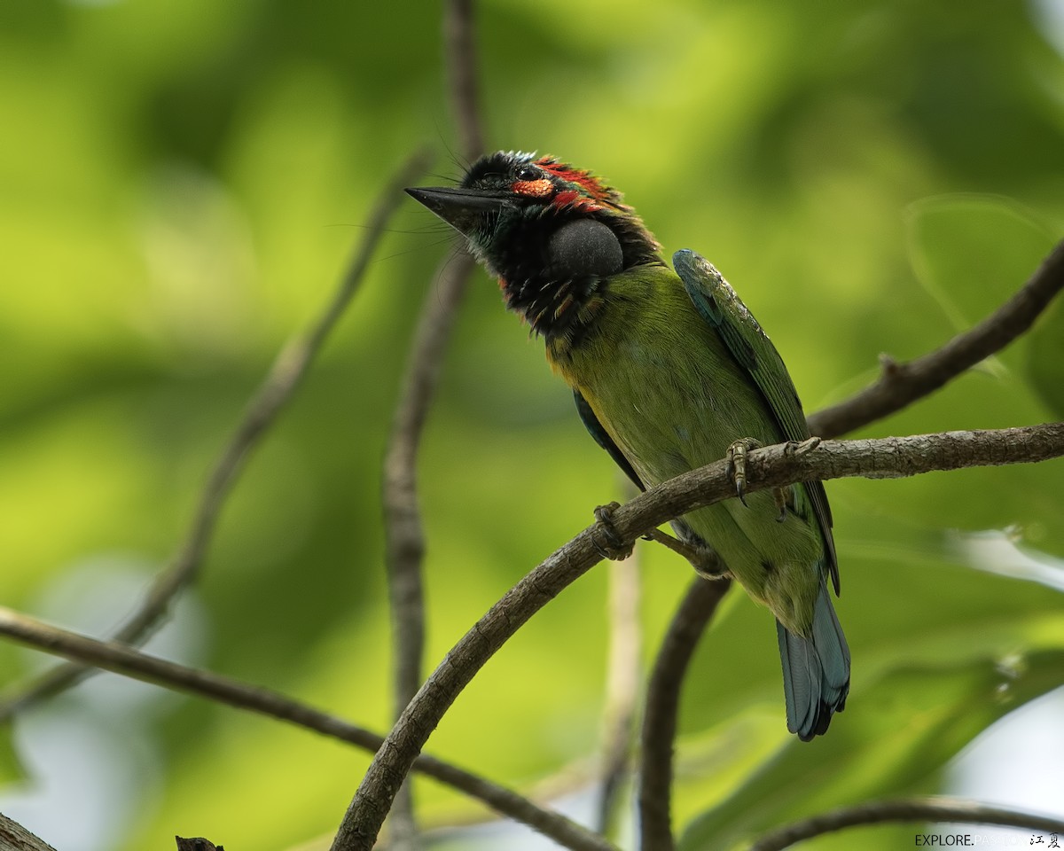 Mavi/Kara Kulaklı Barbet - ML619770216