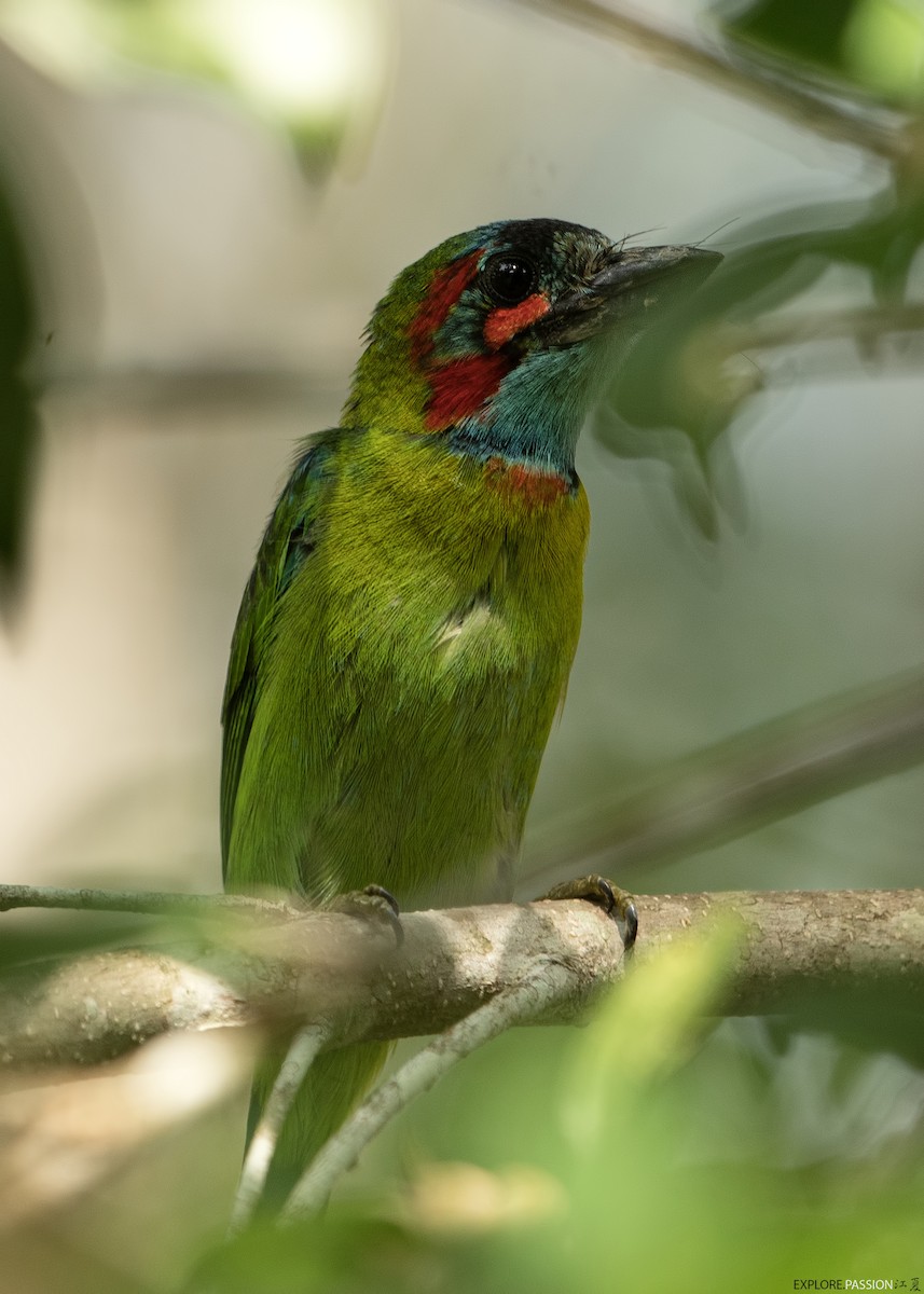 Mavi/Kara Kulaklı Barbet - ML619770217