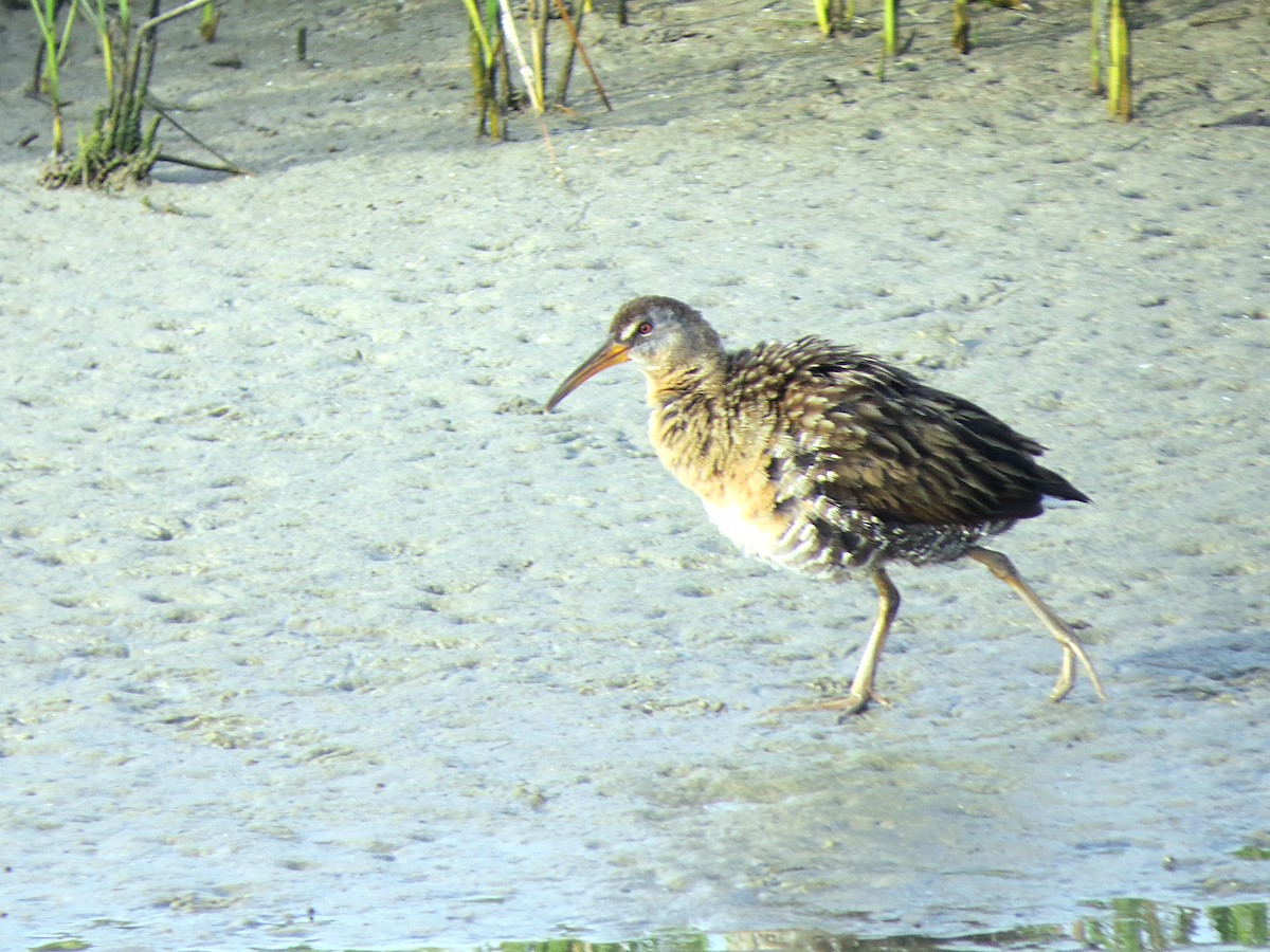 Clapper Rail - ML619770221