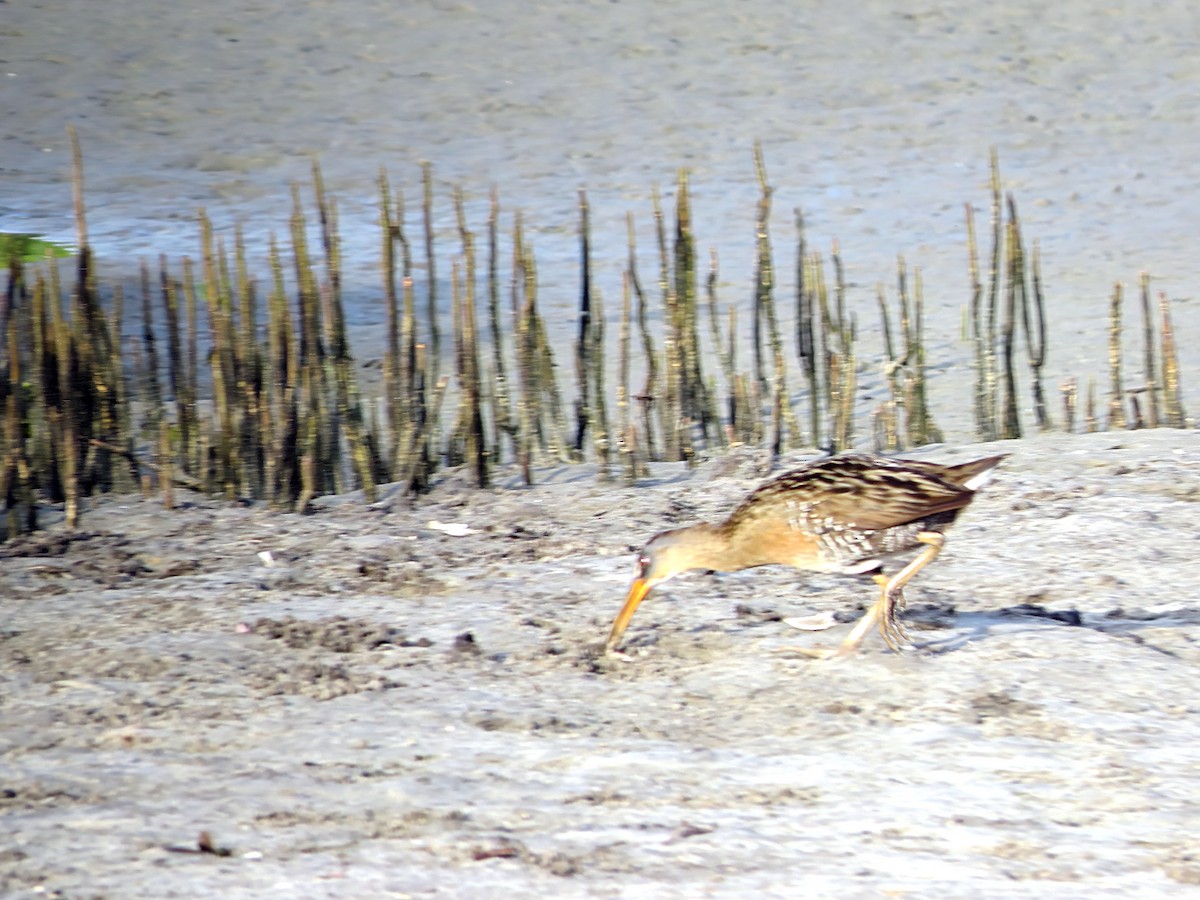 Clapper Rail - ML619770243