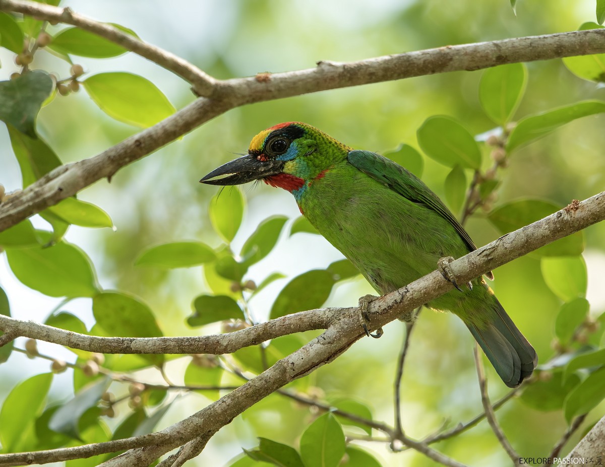 Red-throated Barbet - ML619770274