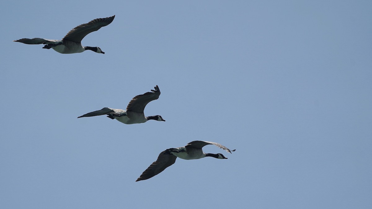 Canada Goose - Indira Thirkannad