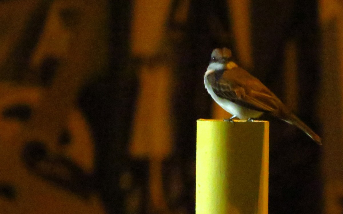 Gray Kingbird - ML619770361