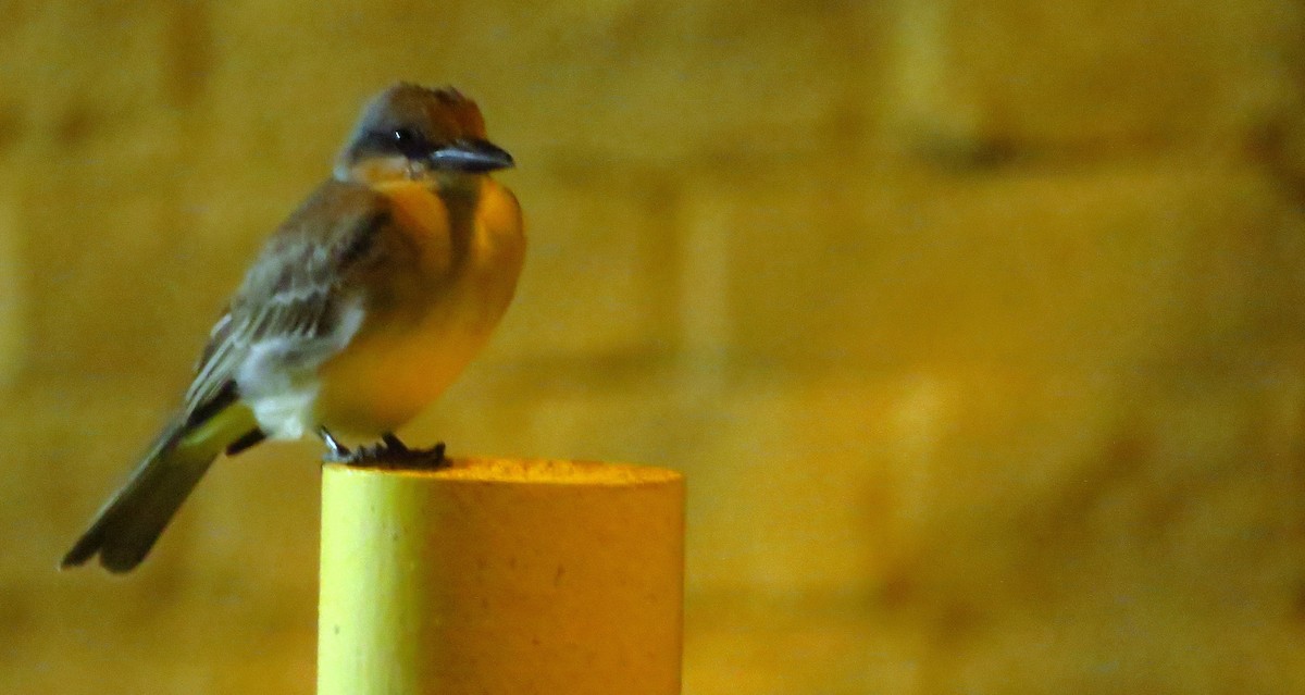 Gray Kingbird - ML619770362