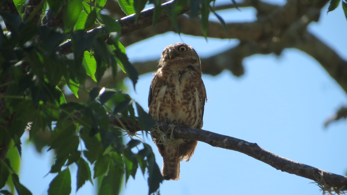 Cuban Pygmy-Owl - ML619770378