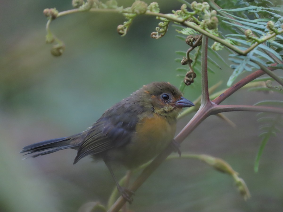 Ochre-breasted Brushfinch - ML619770388