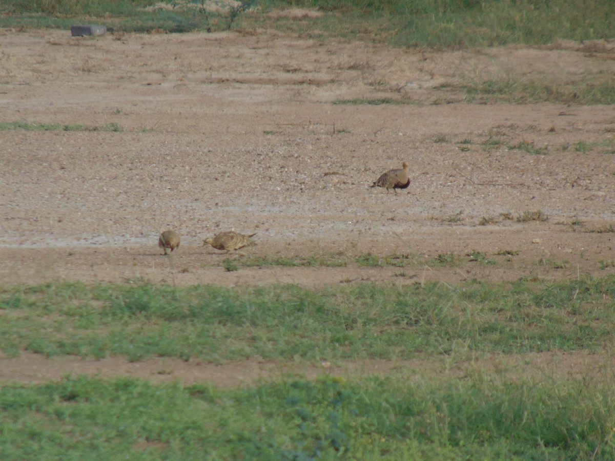 Chestnut-bellied Sandgrouse - ML619770399