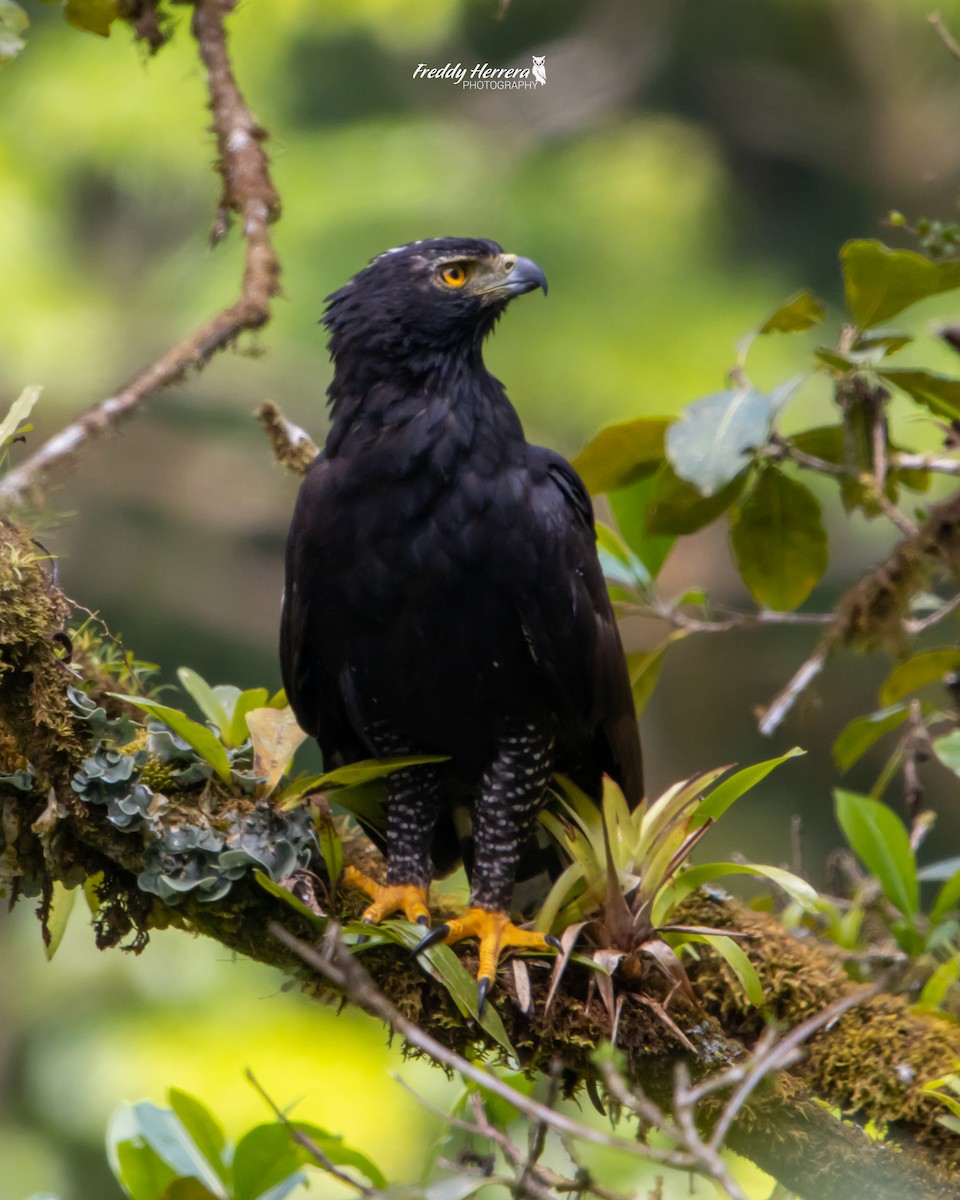 Águila Negra - ML619770406