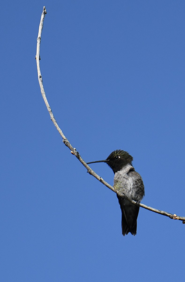 Black-chinned Hummingbird - ML619770407