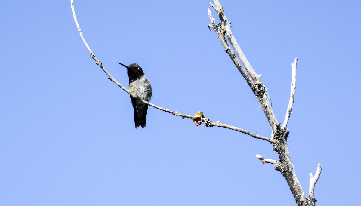 Black-chinned Hummingbird - ML619770410