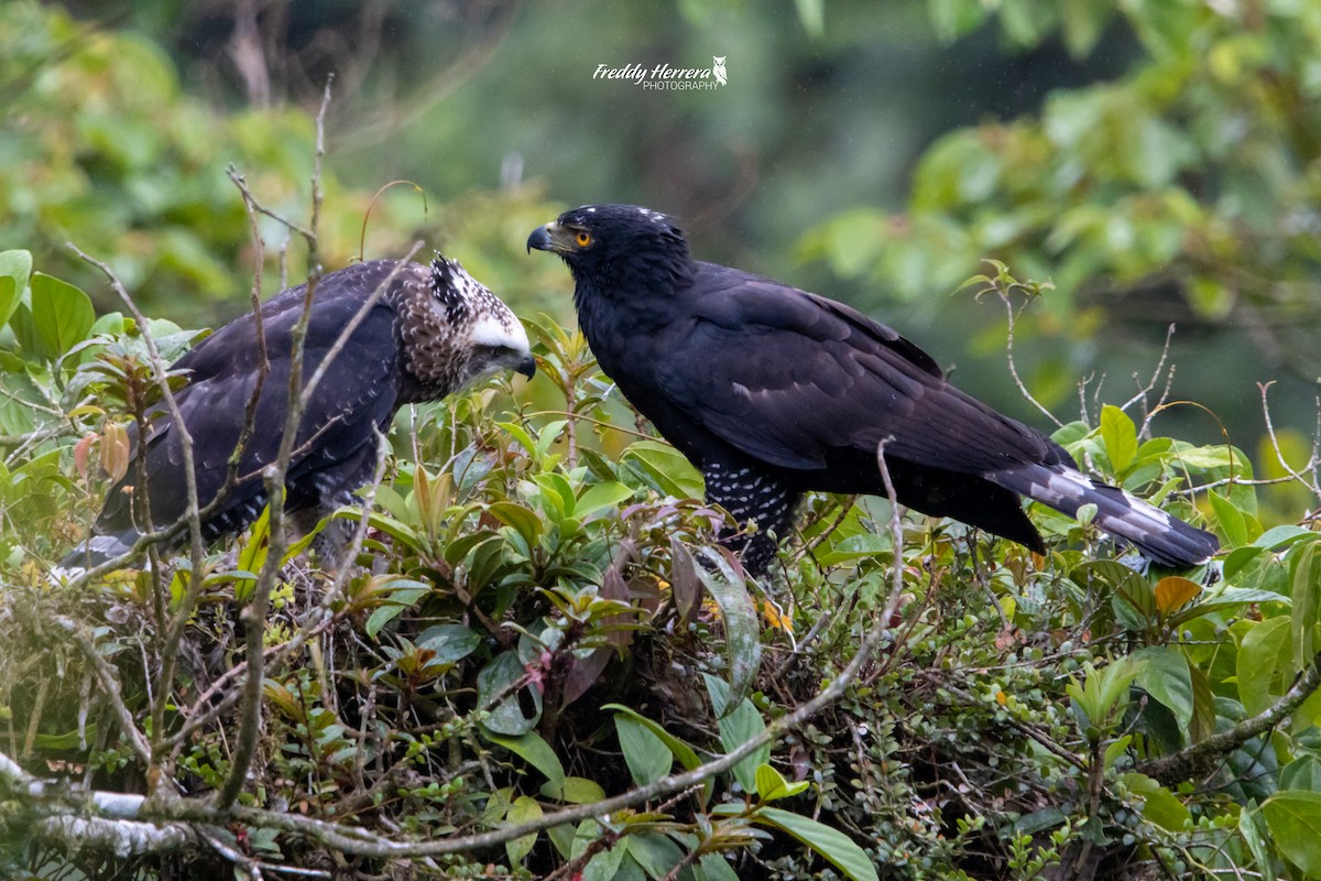 Águila Negra - ML619770421