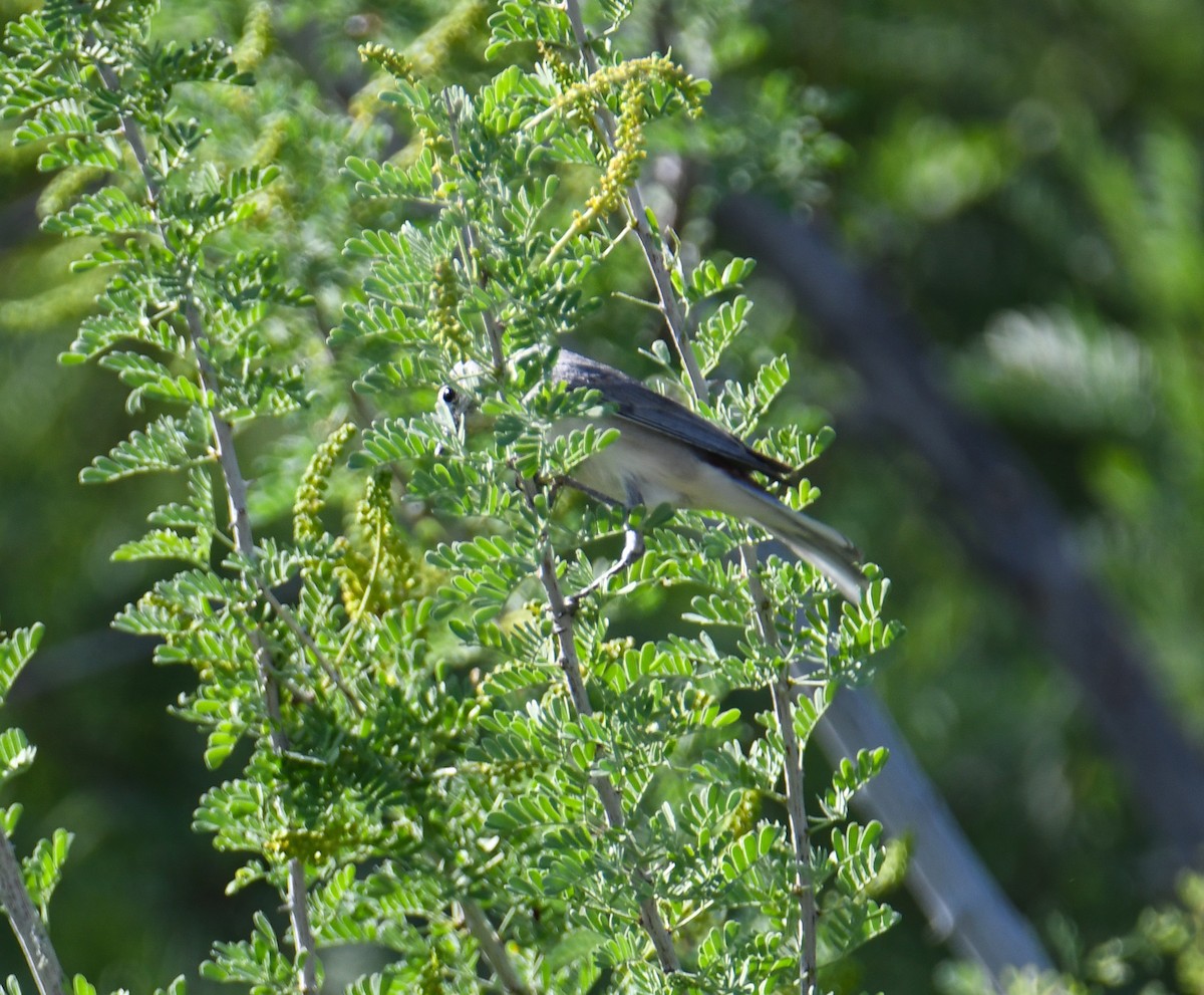 Lucy's Warbler - ML619770424