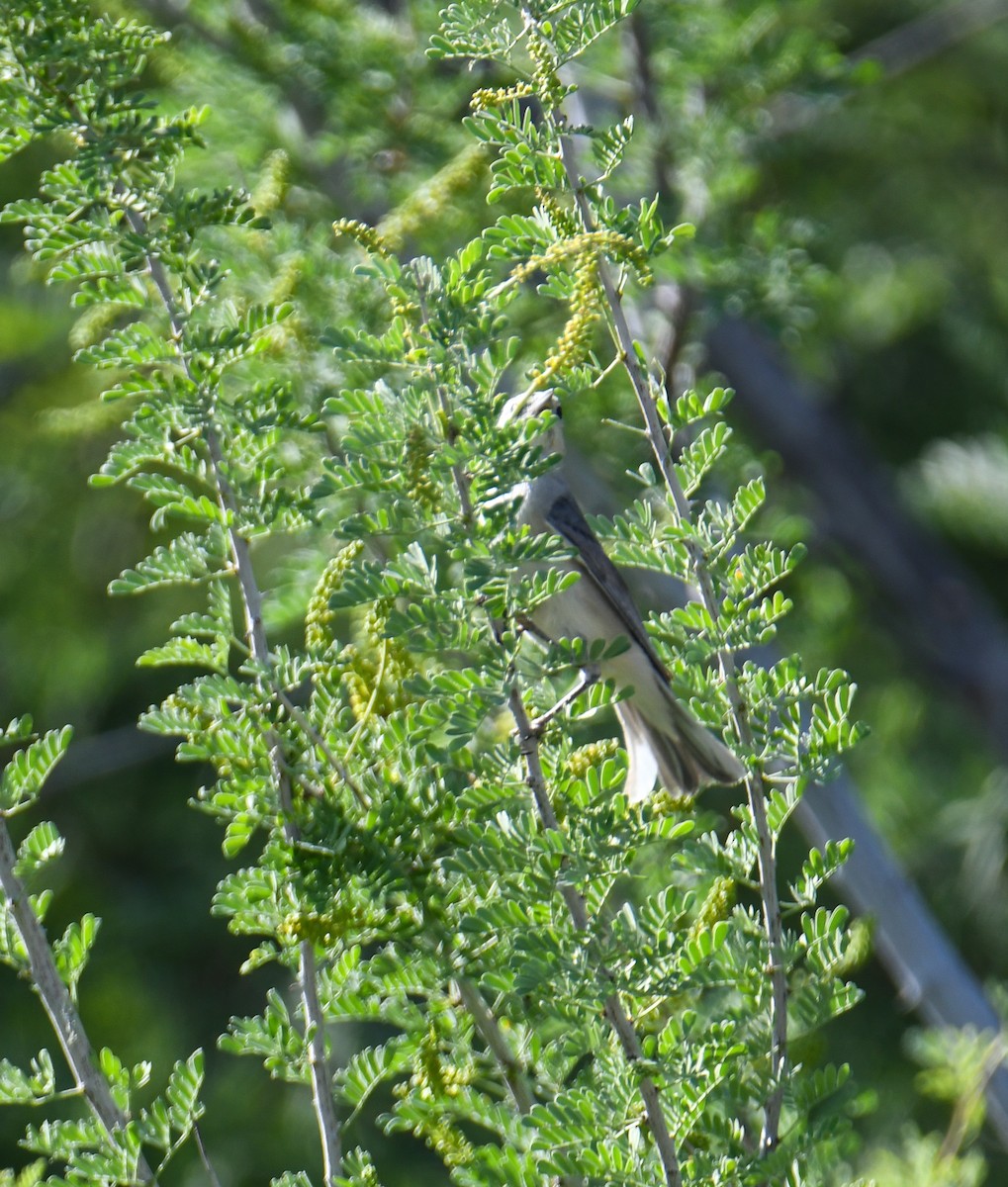 Lucy's Warbler - ML619770425