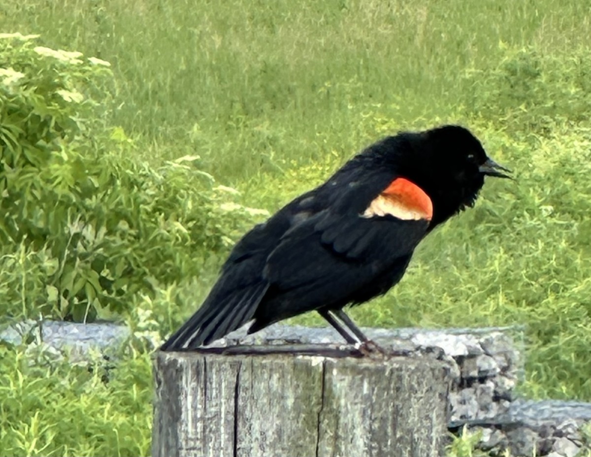 Red-winged Blackbird (Red-winged) - ML619770429