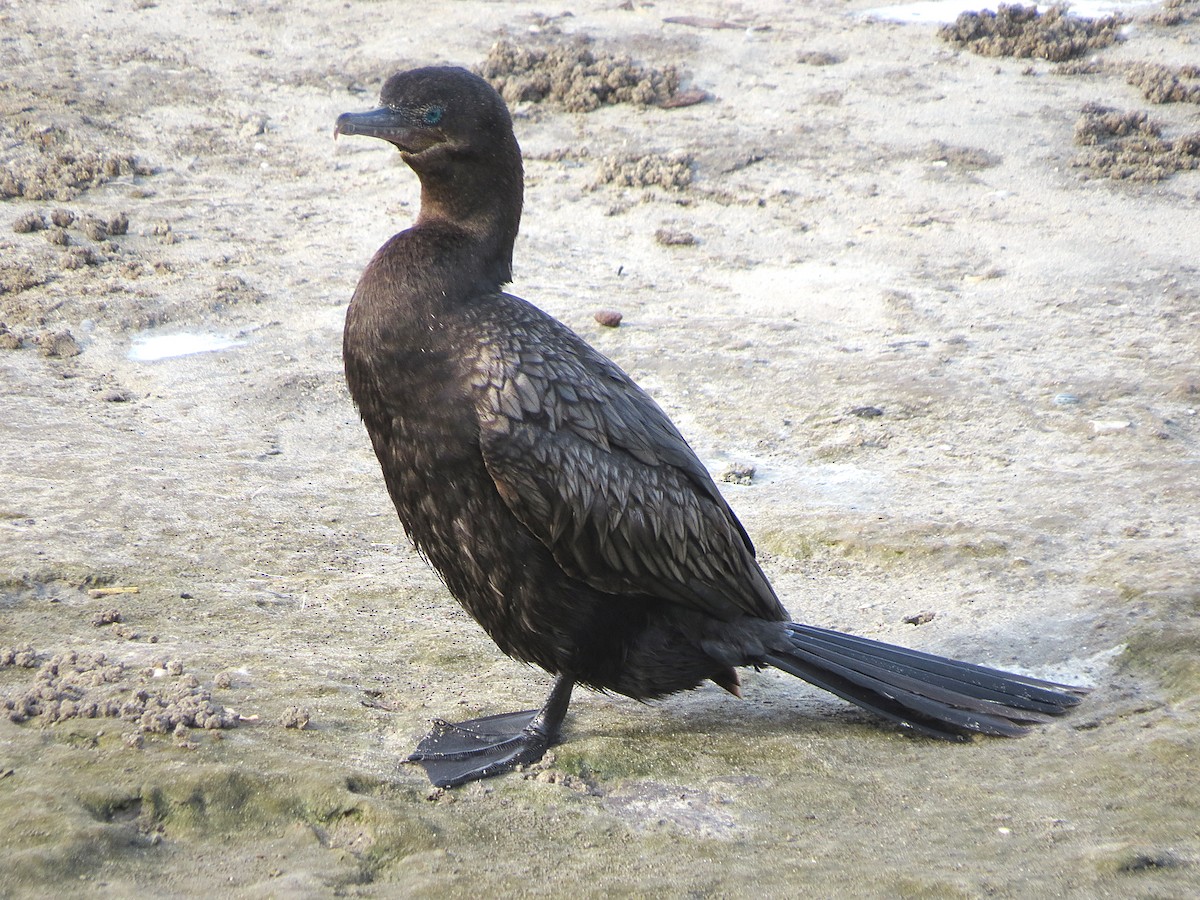 Neotropic Cormorant - ML619770478