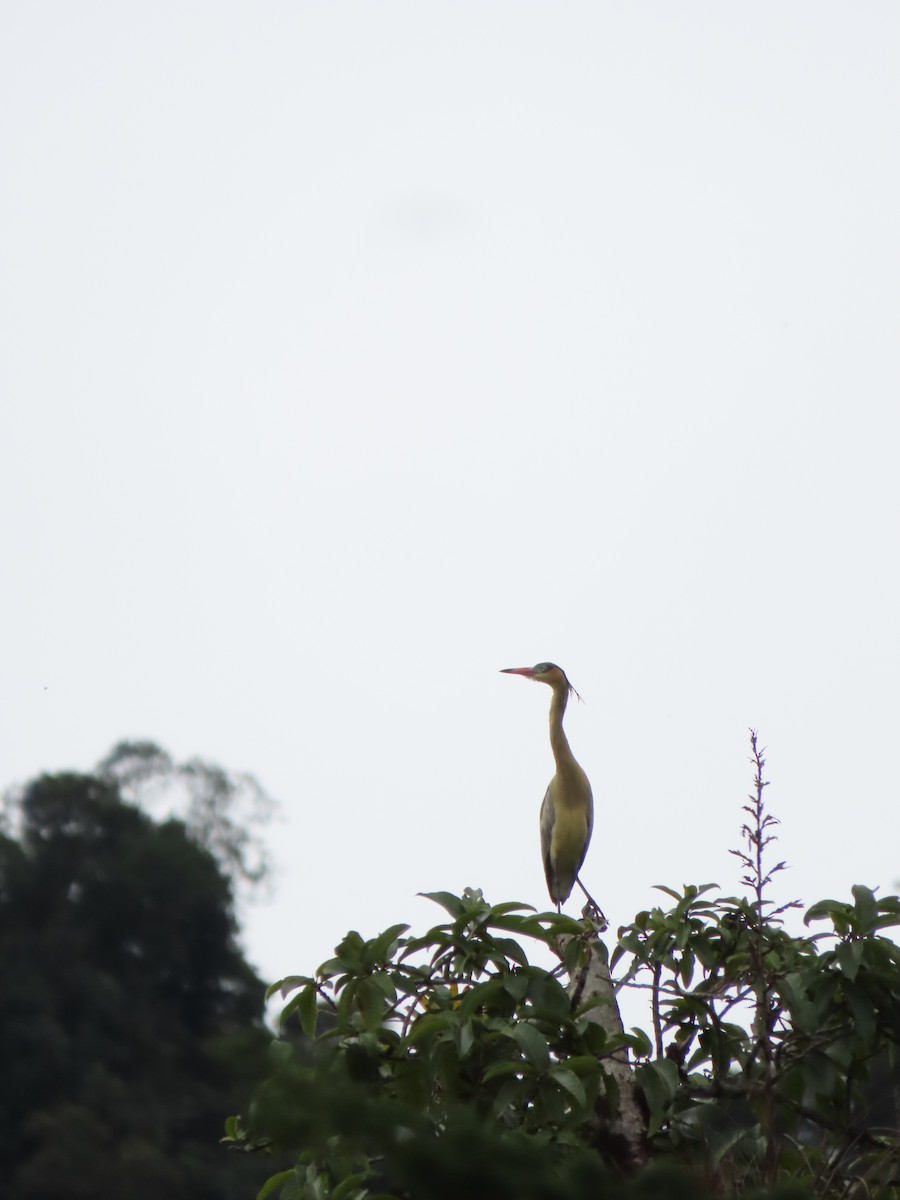 Whistling Heron - ML619770482