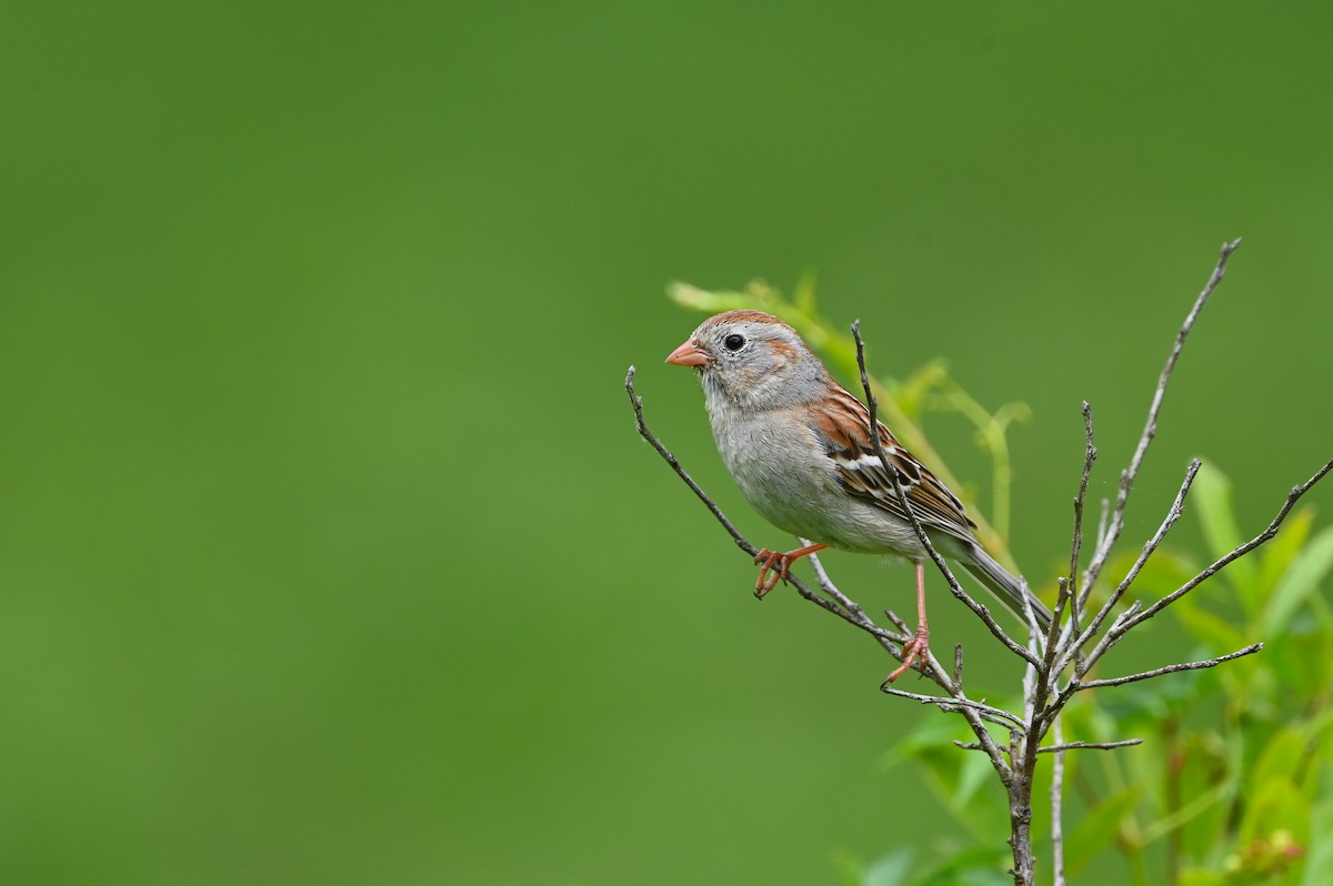 Field Sparrow - ML619770513