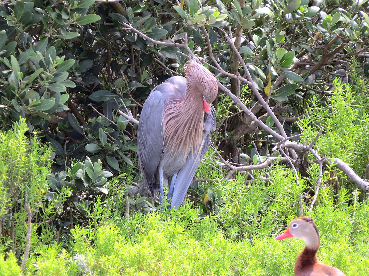 Reddish Egret - Paul Kursewicz