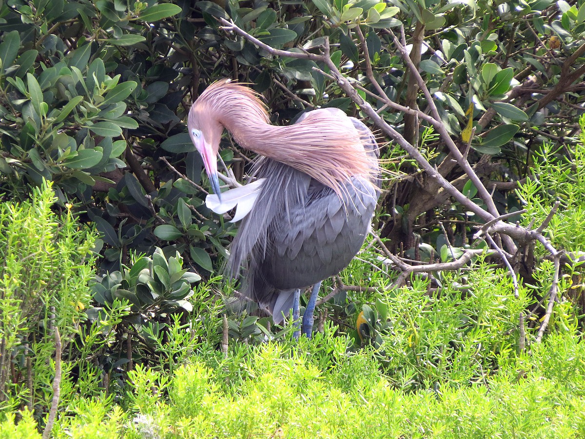 Reddish Egret - ML619770523