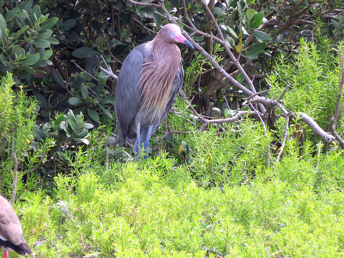 Reddish Egret - ML619770530