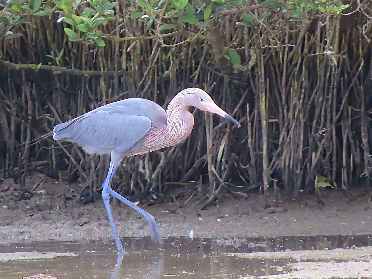 Reddish Egret - ML619770531