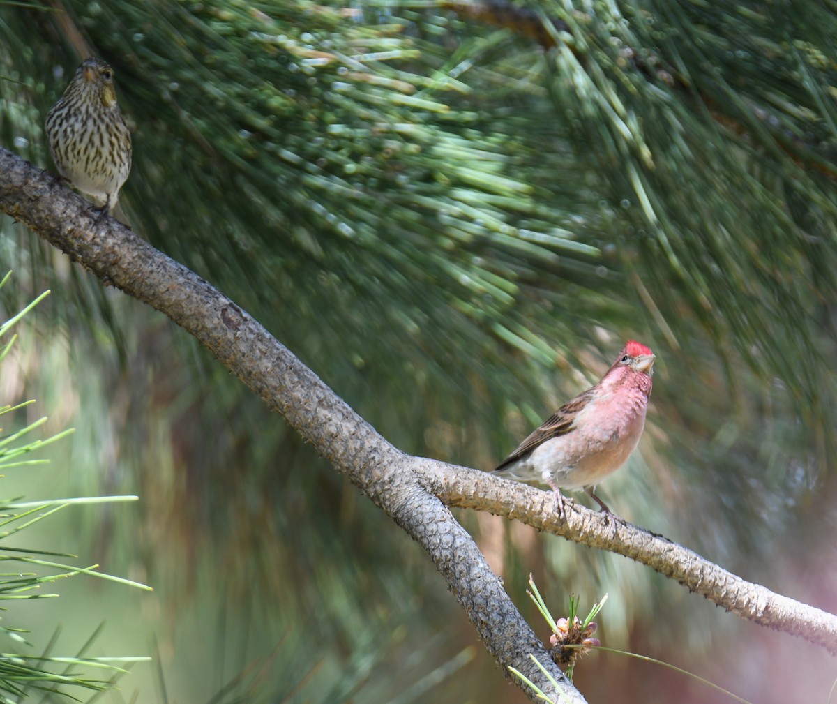 Cassin's Finch - ML619770539