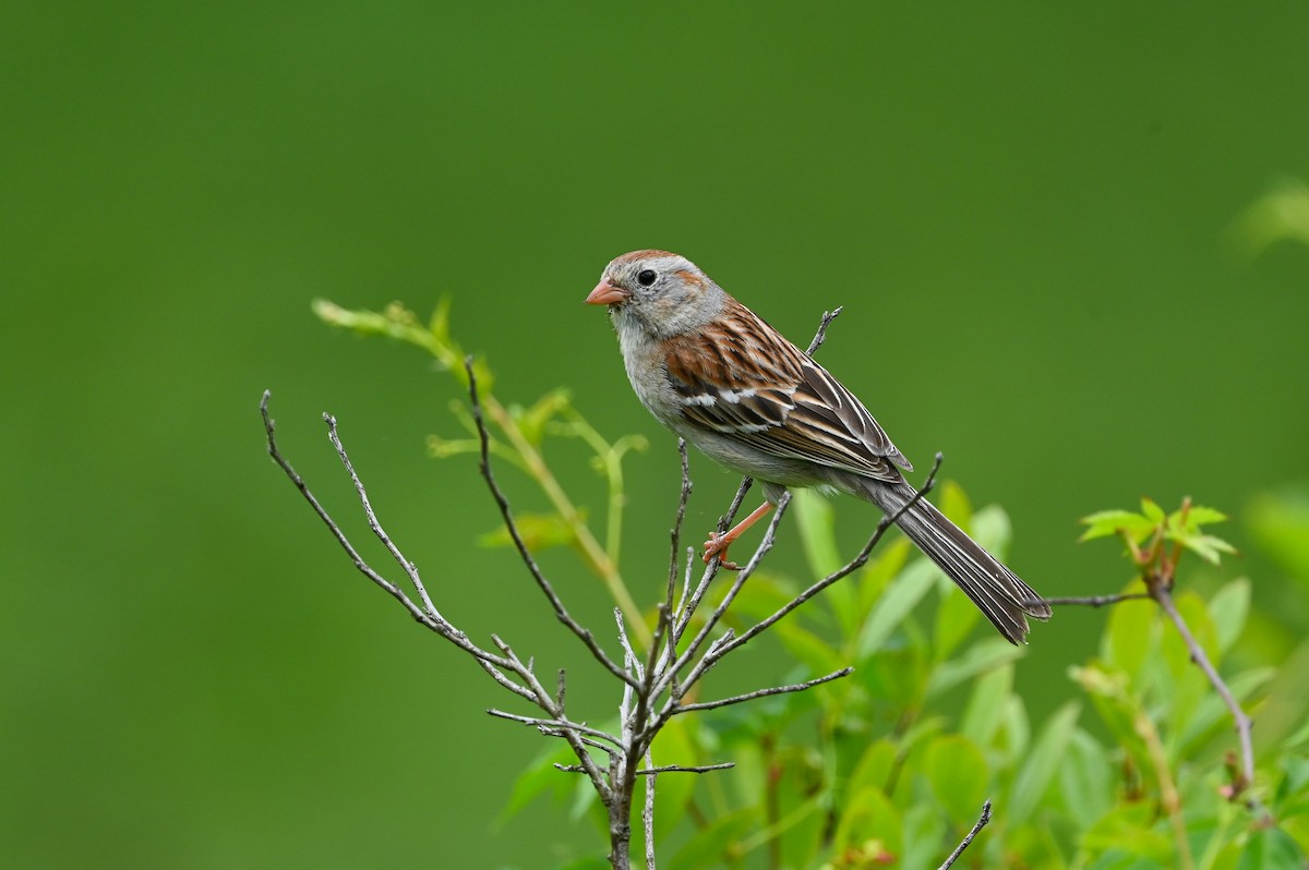 Field Sparrow - ML619770552