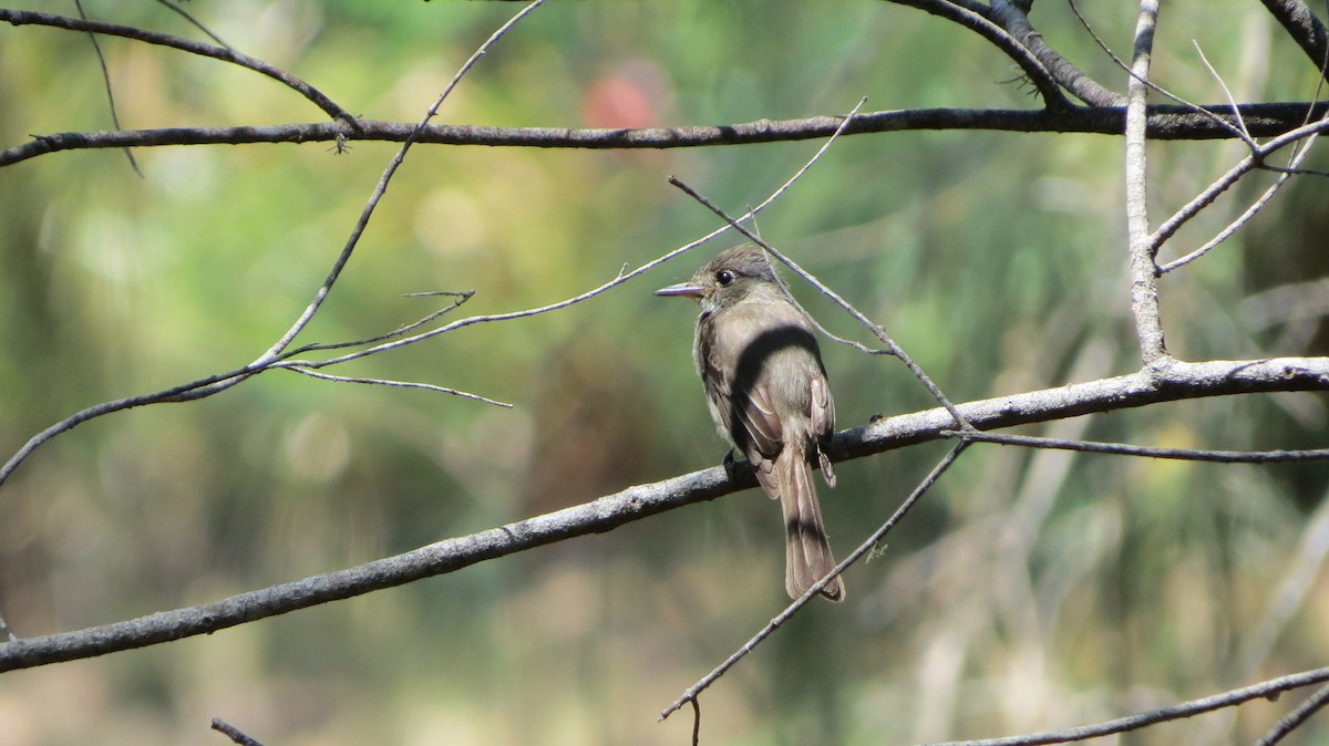 Cuban Pewee - ML619770556