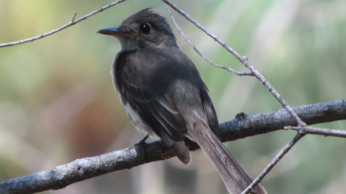 Cuban Pewee - ML619770557