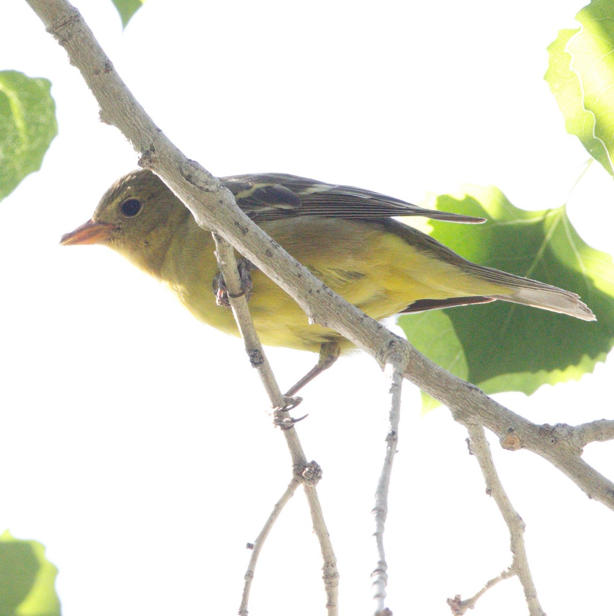 Western Tanager - ML619770560