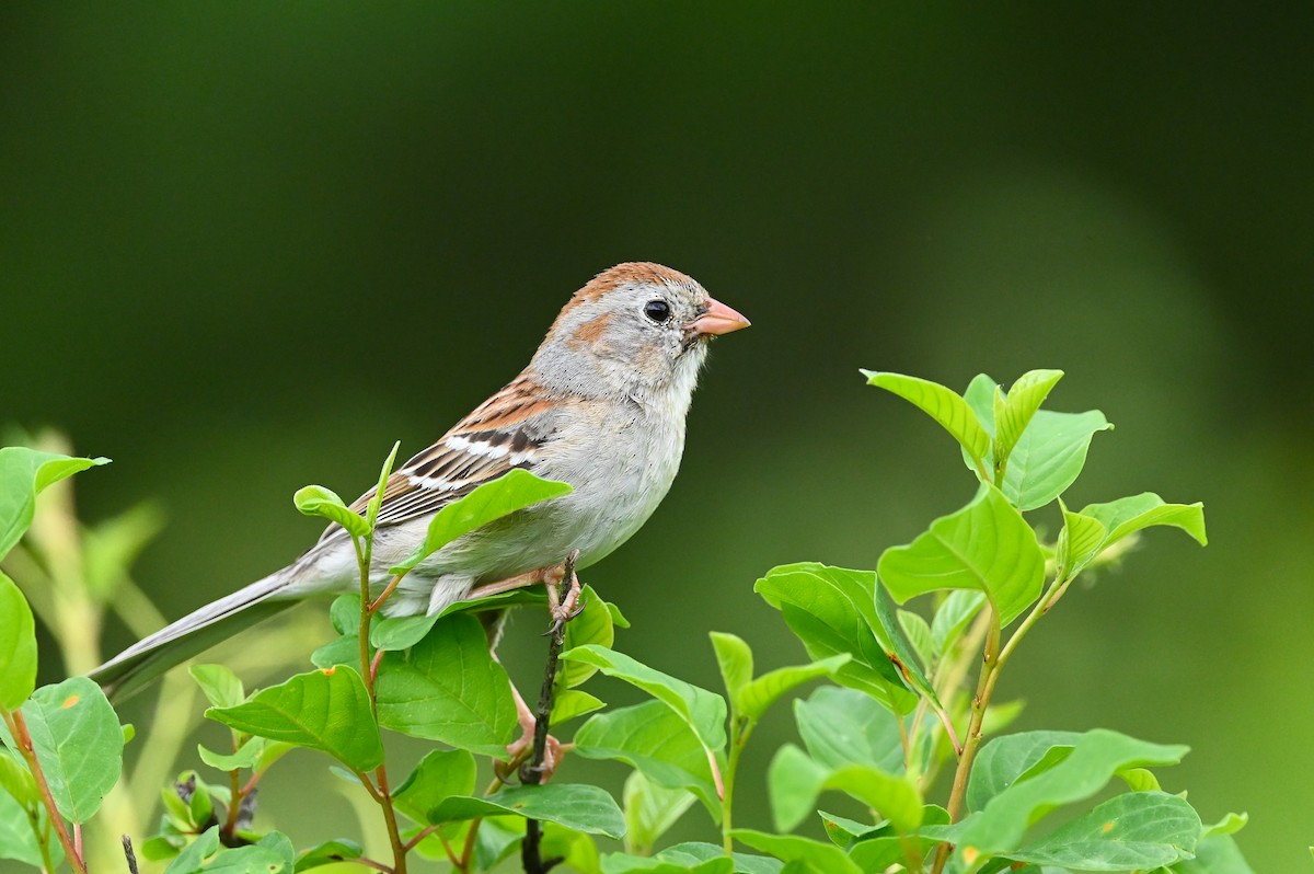 Field Sparrow - ML619770571