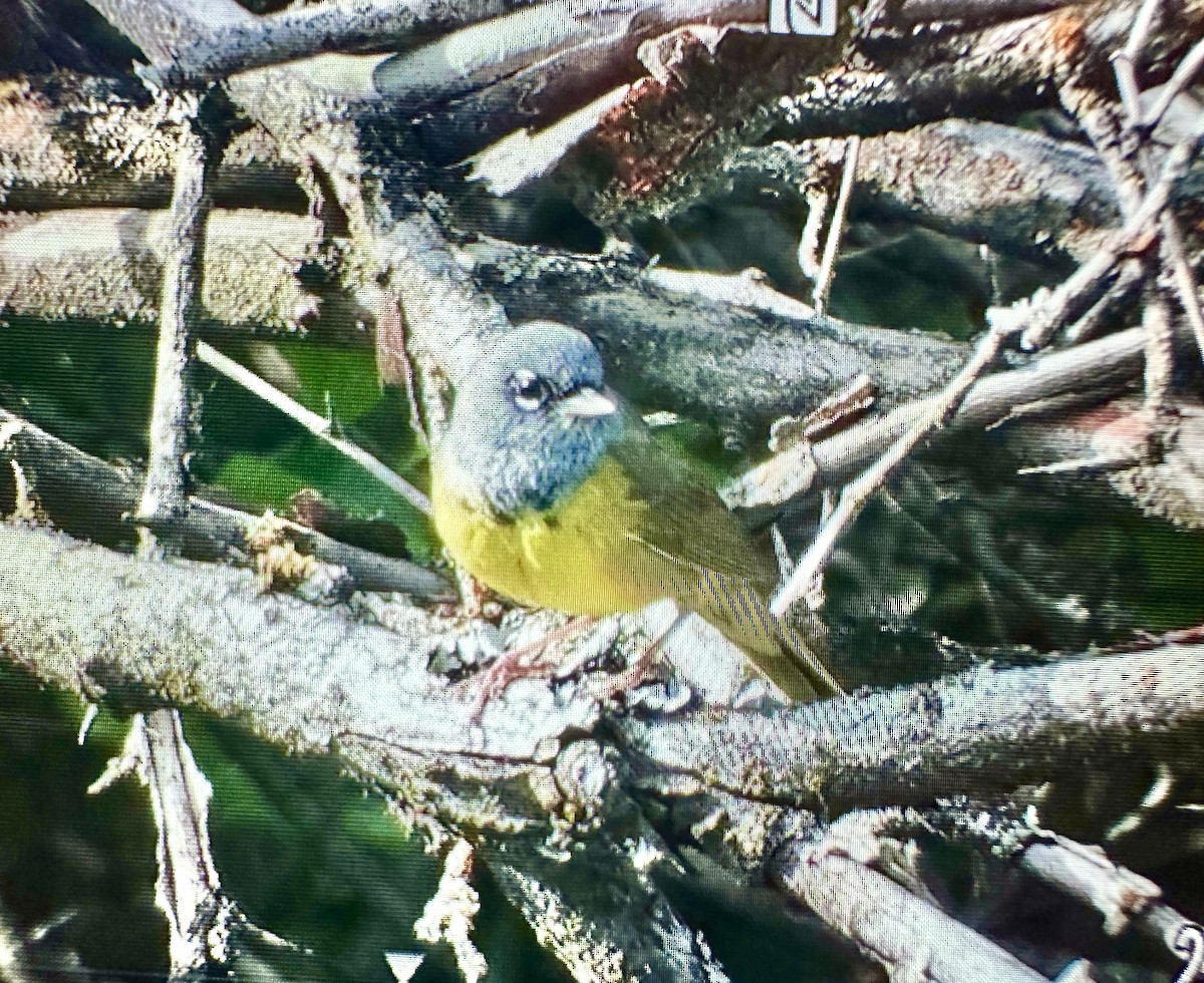 MacGillivray's Warbler - ML619770574