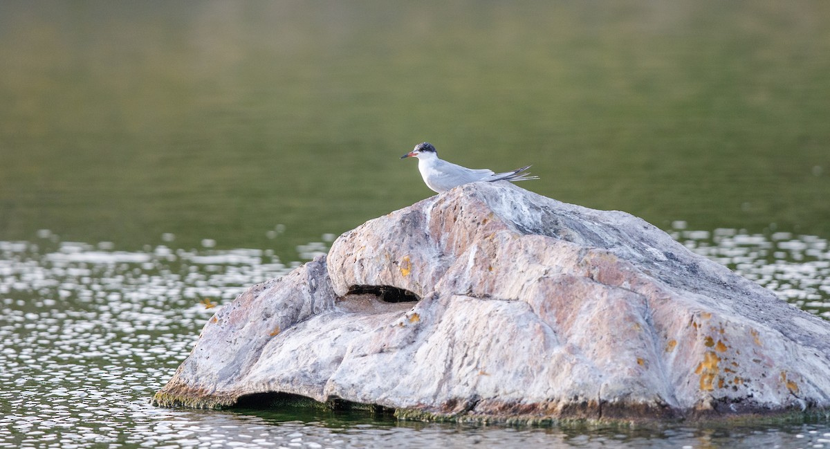 Forster's Tern - ML619770579