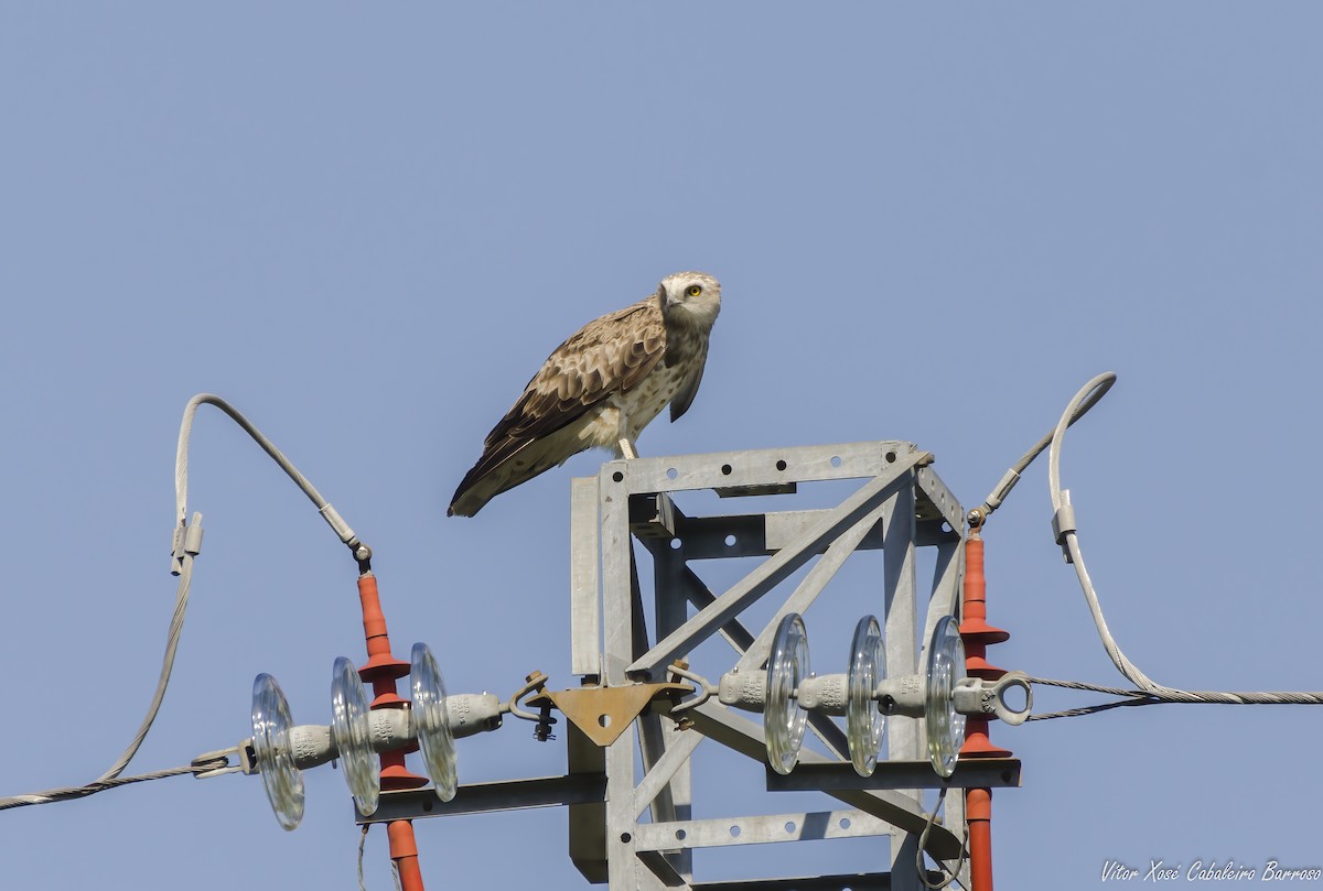 Short-toed Snake-Eagle - ML619770580