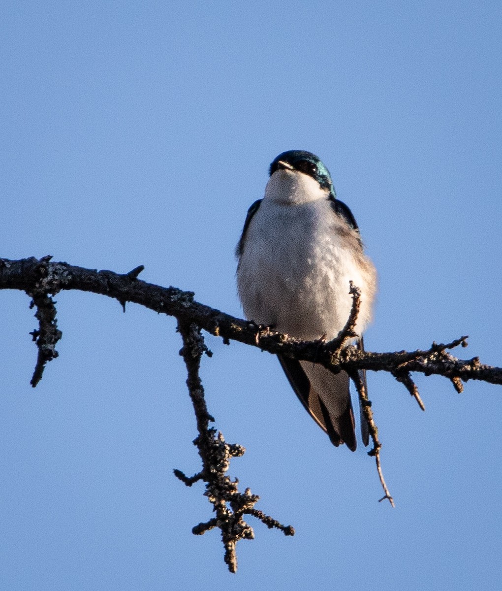 Tree Swallow - ML619770585