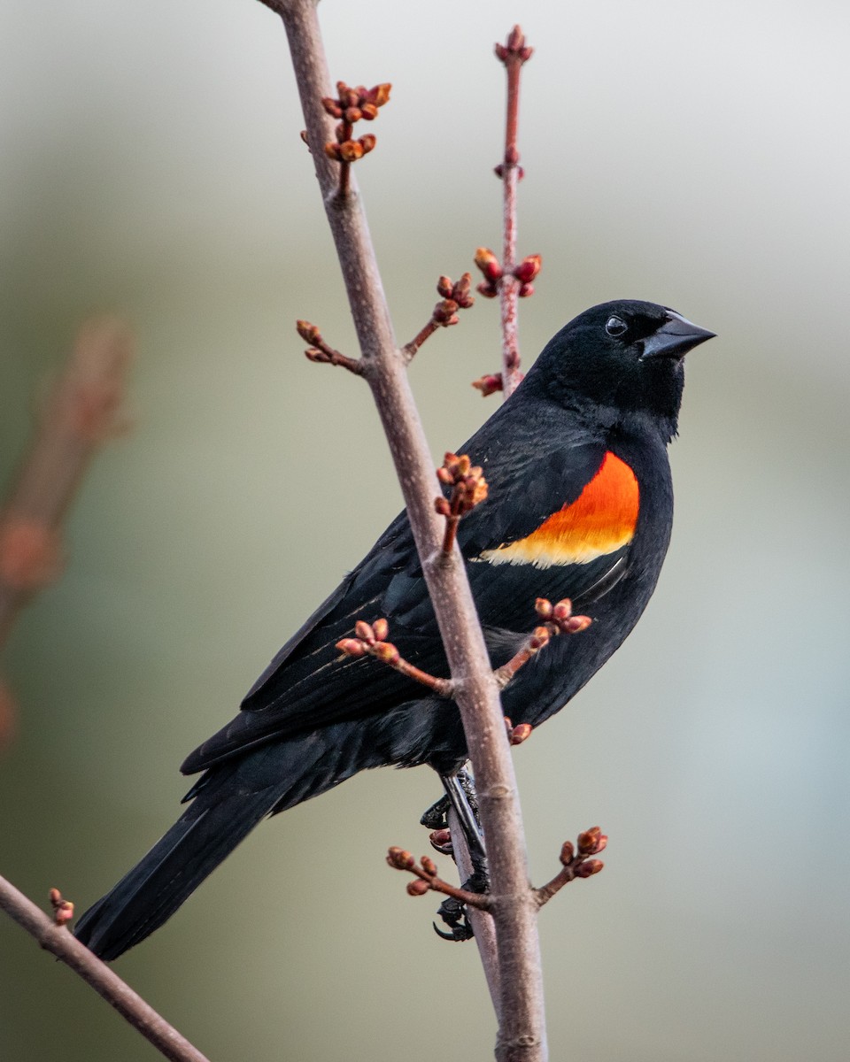 Red-winged Blackbird - ML619770591